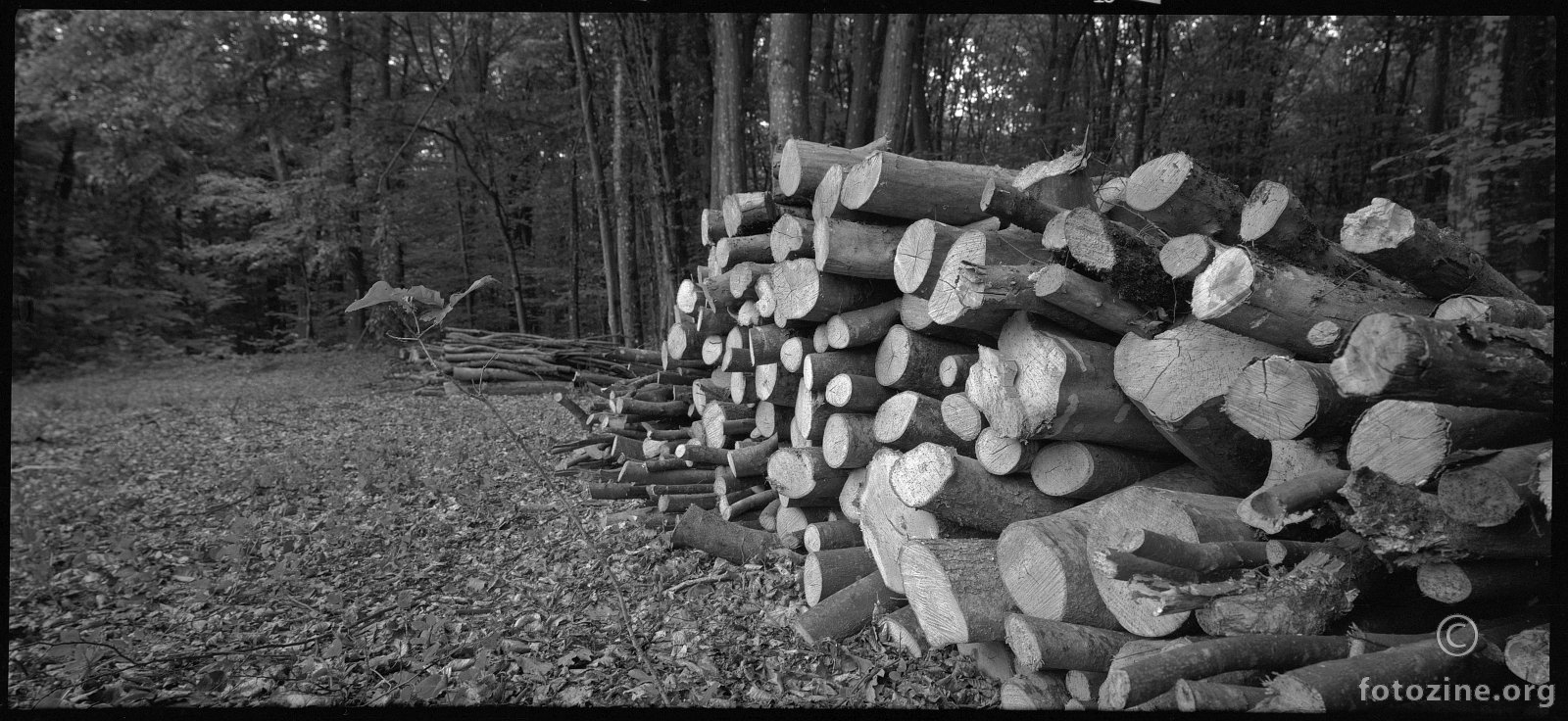 indijanci spremaju drva