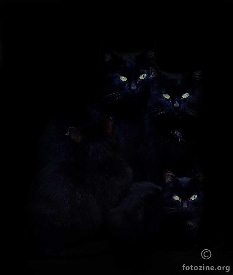 črni mački