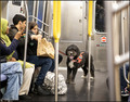 Service Dog