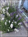 bijela i lila.&hellip;