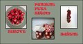 PIMENTO paprič&hellip;