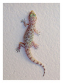 gecko