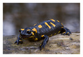Salamandra sal…