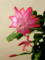 Schlumbergera