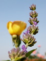 lavanda