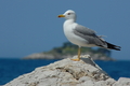 galeb