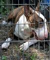 Pit bull terri…