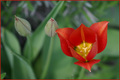 Tulipani