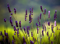 Lavanda