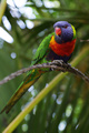 Lorikeet 2