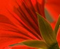 pelargonija # 2