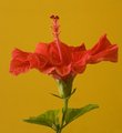 hibiskus