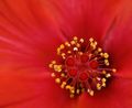 hibiskus