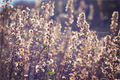 winter flowers