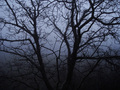 Fog