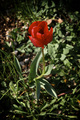 The tulip