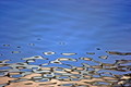 Sava River, Be…