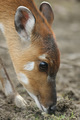 sitatunga