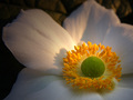 Anemone japoni&hellip;