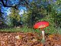 Amanita muscar&hellip;