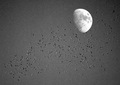 Night Migration