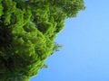 Green and Blue 