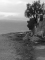 Brodica_cres