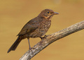 Kos - (Turdus …