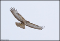 Škanjac-Buteo …