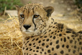 Gepard