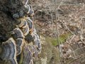 Gljivice(valjd…