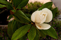 Magnolija