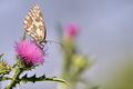 canon 300 mm f…