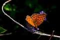 Boloria eunomia