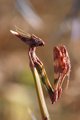 Empusa pennata…