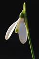 Galanthus niva…