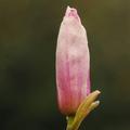 Magnolija  Gre…