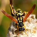 Osa, Vespula v…