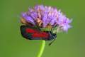 Zygaena purpur…