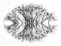 Eye of the Nat…