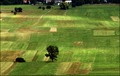 Grobnicko polje