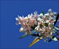 oleander