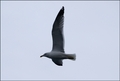 seagull