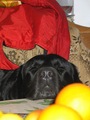 Nera 2