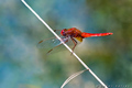 Crocothemis er…