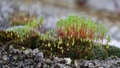 mahovina cvjet…