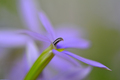 Lilac...