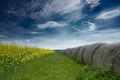Repica fields …