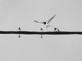 Birds on a wire