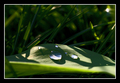 ...green simph…